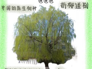 江南百景图手游柳树作用详解：柳树的多重用途与生态价值探究