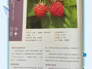 奶块黑莓籽的获取方法与播种技巧探讨