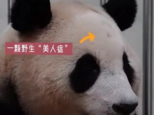 熊猫养成记：探寻真实背后的故事