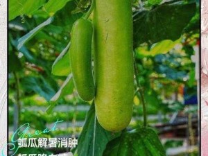 hlw32life葫芦【hlw32life 葫芦的用途是什么？】