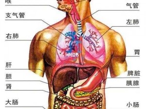 51人体(什么是51 人体？有什么特点？)