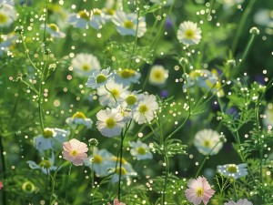 野花视频手机免费观看完整直播,野花视频手机免费观看完整直播，精彩内容不间断