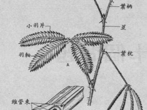 含羞草实验所入口免费进入;含羞草实验所入口为何免费进入？