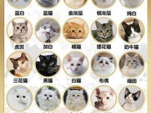 猫之城猫咪品种一览：探索多样的猫种世界