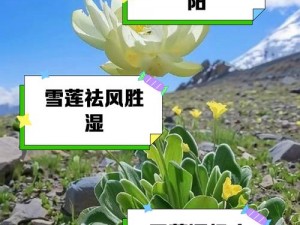 天山雪莲：发掘最佳食用方法，体验养生奥秘