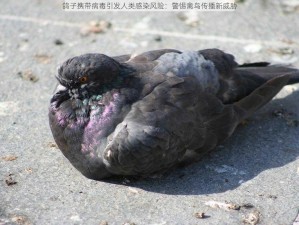 鸽子携带病毒引发人类感染风险：警惕禽鸟传播新威胁