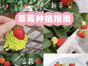 小森生活中的超级草莓获取攻略：全面解析种植技术，助你轻松培育甜美果实