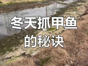 冬季捕甲鱼的技巧与策略：低温捕捉秘籍大揭秘