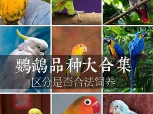 泰拉瑞亚鹦鹉宠物作用揭秘：如何召唤鹦鹉伙伴及其功能解析