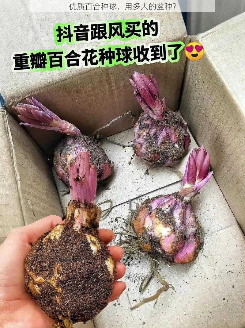 优质百合种球，用多大的盆种？