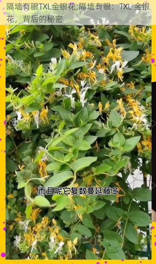 隔墙有眼TXL金银花;隔墙有眼：TXL 金银花，背后的秘密