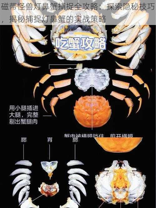 磁带怪兽灯鼻蟹捕捉全攻略：探索隐秘技巧，揭秘捕捉灯鼻蟹的实战策略