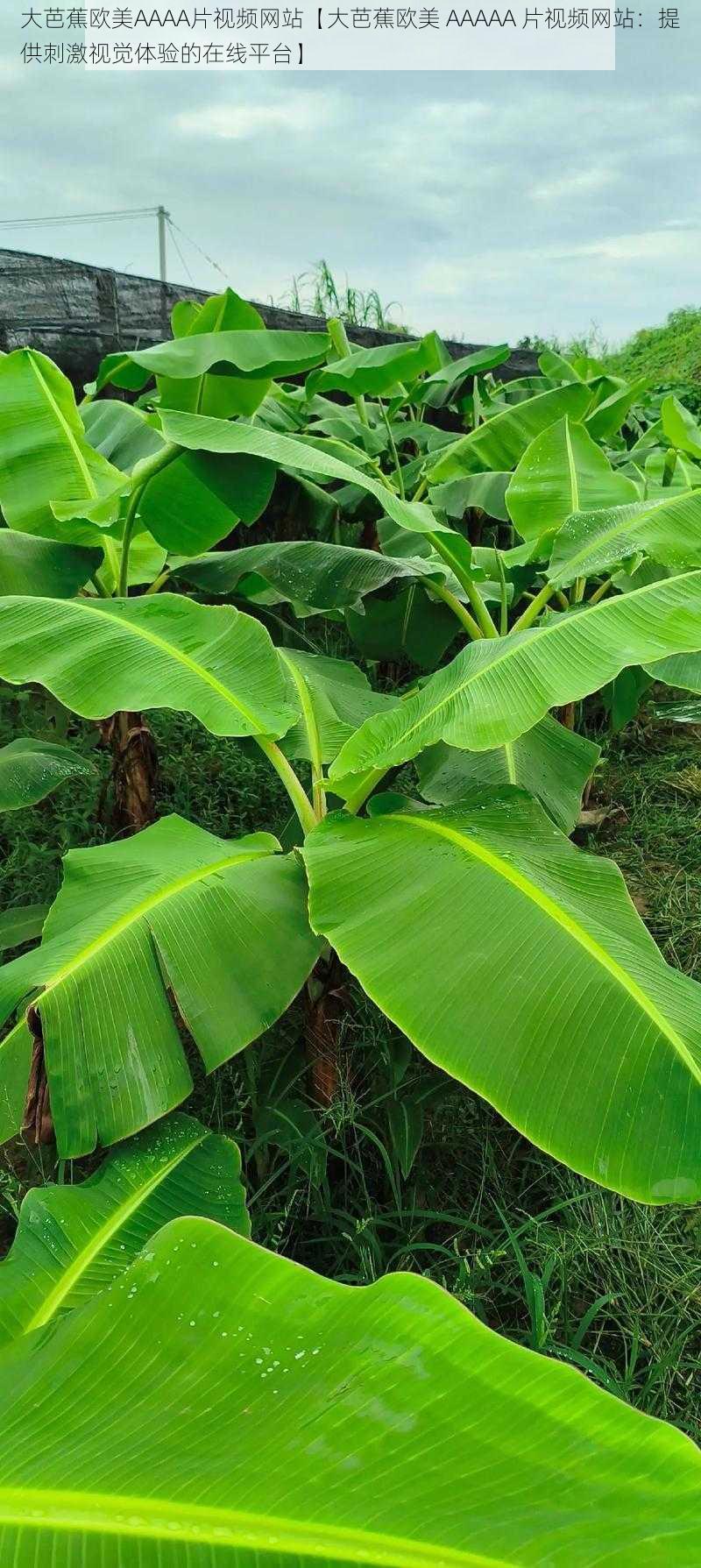 大芭蕉欧美AAAA片视频网站【大芭蕉欧美 AAAAA 片视频网站：提供刺激视觉体验的在线平台】