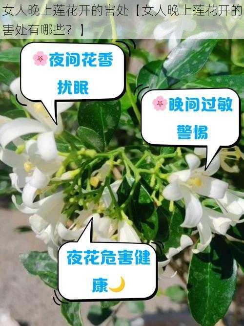 女人晚上莲花开的害处【女人晚上莲花开的害处有哪些？】