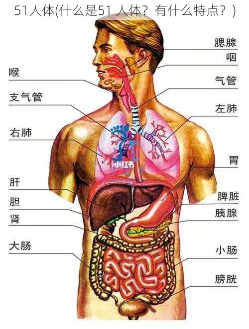 51人体(什么是51 人体？有什么特点？)