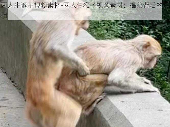 两人生猴子视频素材-两人生猴子视频素材：揭秘背后的真相