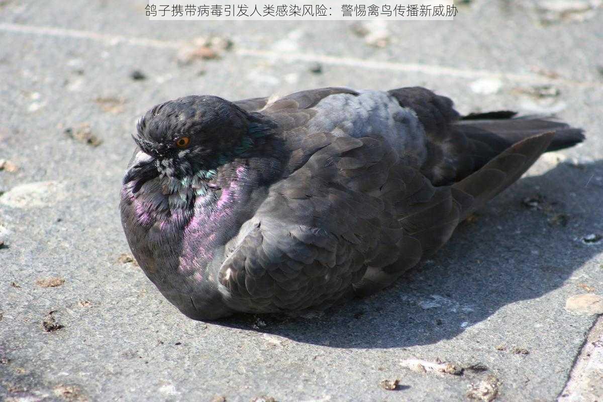 鸽子携带病毒引发人类感染风险：警惕禽鸟传播新威胁