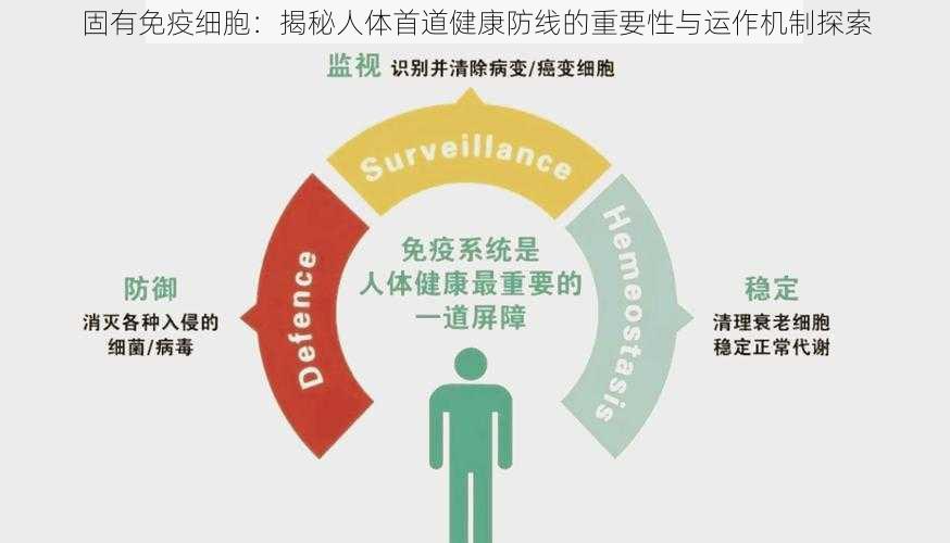 固有免疫细胞：揭秘人体首道健康防线的重要性与运作机制探索