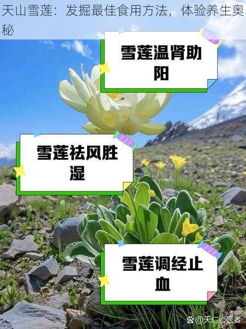 天山雪莲：发掘最佳食用方法，体验养生奥秘